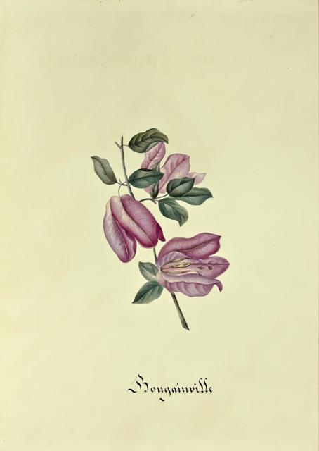 Superbe et précieux herbier manuscrit entièrement calligraphié. LeCorgne pl1 Superbe et précieux herbier manuscrit entièrement calligraphié.