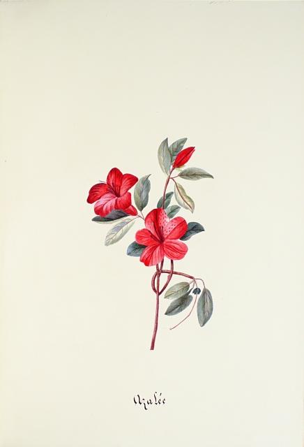 Superbe et précieux herbier manuscrit entièrement calligraphié. LeCorgne pl2 Superbe et précieux herbier manuscrit entièrement calligraphié.