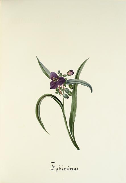 Superbe et précieux herbier manuscrit entièrement calligraphié. LeCorgne pl3 Superbe et précieux herbier manuscrit entièrement calligraphié.