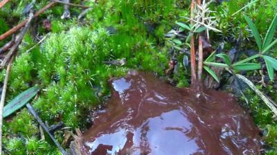 Gluance en sous-bois 1