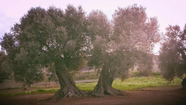 Via Francigena nel Sud, étape 15: les oliviers éternels.