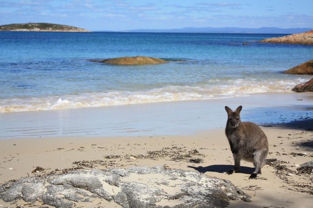 Wineglass Bay, Freycinet National Park : quand les images parlent d’elles-mêmes hazard beach