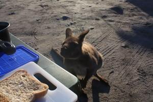 Wineglass Bay, Freycinet National Park : quand les images parlent d’elles-mêmes petit dej friendly beaches