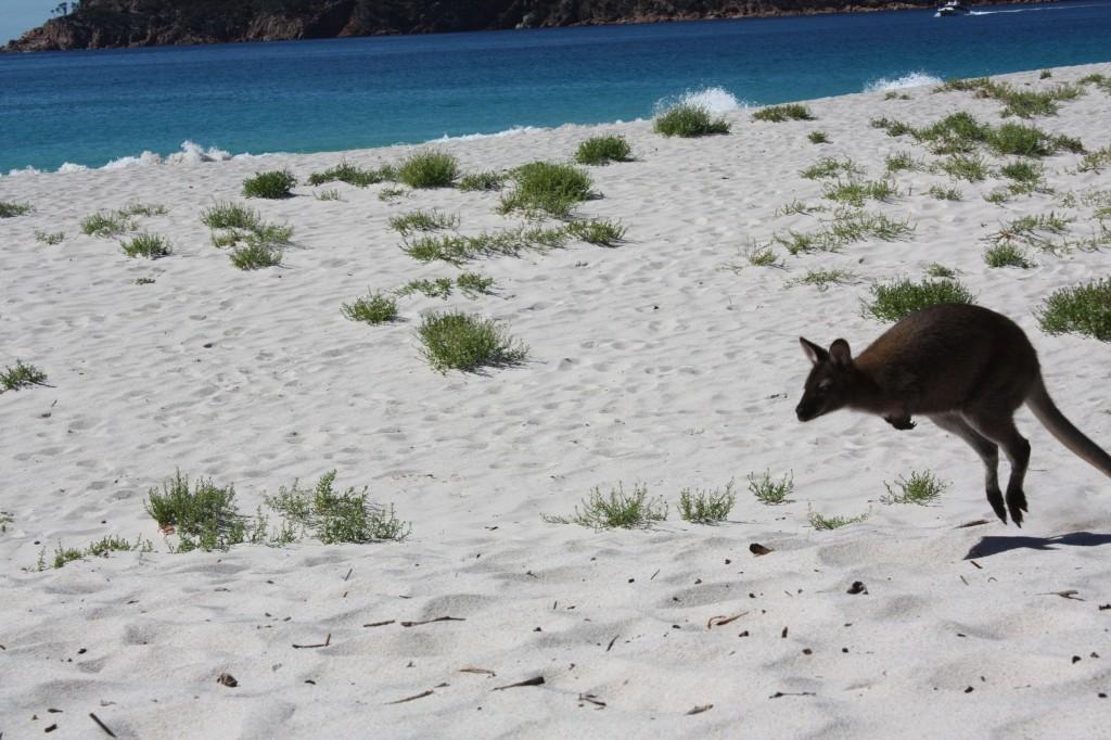 Wineglass Bay, Freycinet National Park : quand les images parlent d’elles-mêmes winglass beach