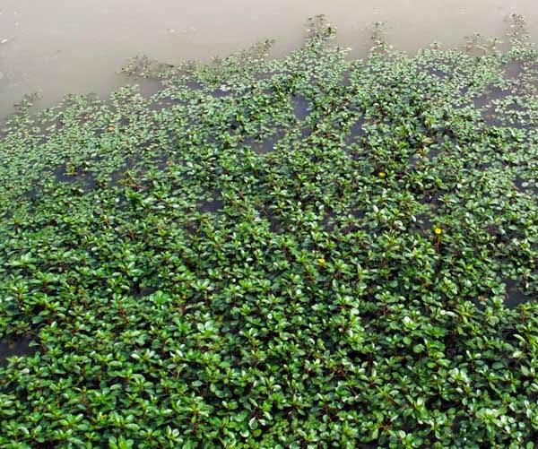 Flore invasive en Lorraine Flore invasive en Lorraine