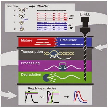 #séquençage #hautedéfinition #ARN #DRiLL #tristetraproline Séquençage et modélisation en haute résolution permet l’identification de différentes stratégies dynamiques de régulation de l’ARN