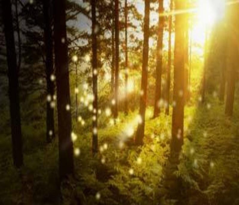 Témoignage d'éveil Believe Sun Light Forest