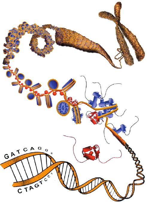 CANCERS DU SEIN Un biomarqueur épigénétique pour éviter des chimiothérapies inutiles CANCERS DU SEIN Un biomarqueur épigénétique pour éviter des chimiothérapies inutiles