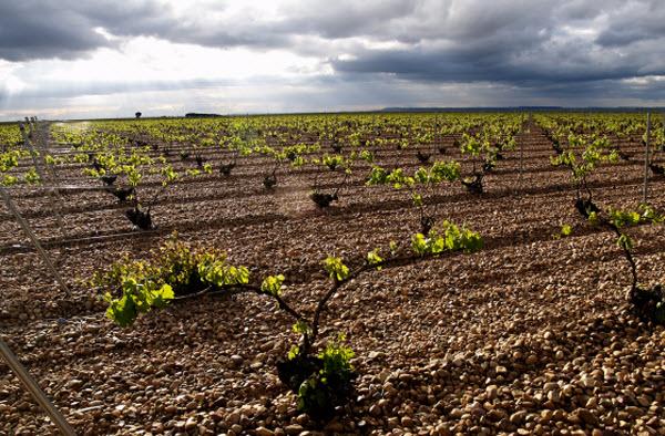 Les vins de Rueda : fraîcheur et convivialité