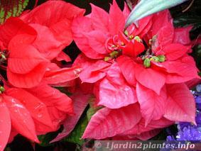 Une plante d'intérieur: le poinsettia ou étoile de Noël