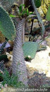 Le Palmier de Madagascar (Pachypodium): cactus à épines et feuilles Le Palmier de Madagascar (Pachypodium): cactus à épines et feuilles