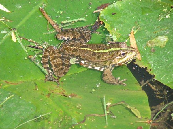 Une plante aquatique: la prêle Une plante aquatique: la prêle