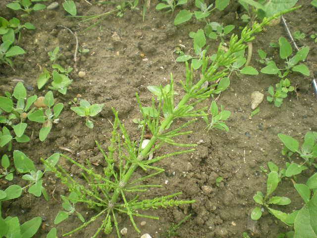 Une plante aquatique: la prêle Une plante aquatique: la prêle