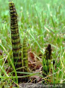 Une plante aquatique: la prêle Une plante aquatique: la prêle