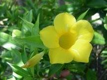 L' Allamanda cathartica est une plante grimpante pour l'intérieur L' Allamanda cathartica est une plante grimpante pour l'intérieur