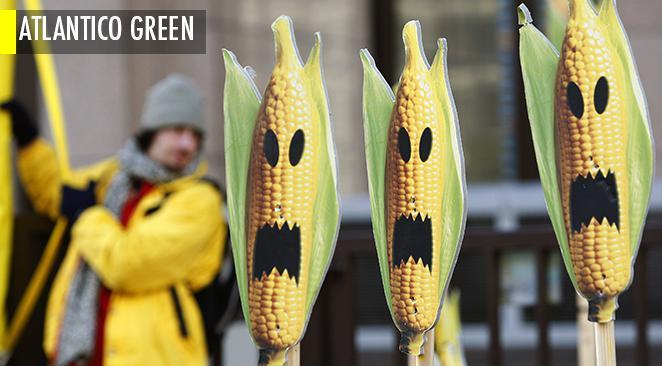 La nouvelle étude qui établit que les OGM pourraient effectivement représenter un danger