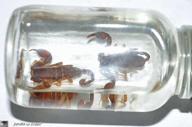 Scorpion à queue jaune • Euscorpius flavicaudis