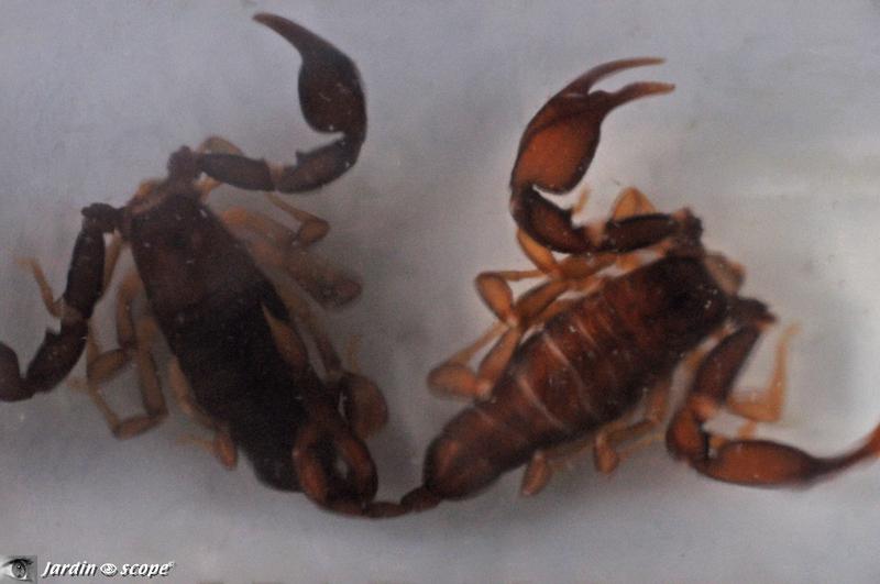 Scorpion à queue jaune • Euscorpius flavicaudis