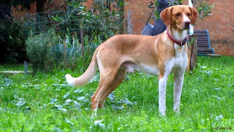 Rio de l'Anzolo Rio de l'Anzolo