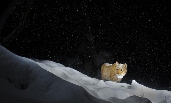 Lynx dans le Jura © Laurent Geslin