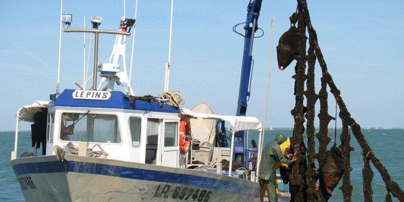 Île d'Oléron : les conclusions de l'enquête publique favorables à l'implantation de filières conchylicoles dans l'anse de la Maleconche