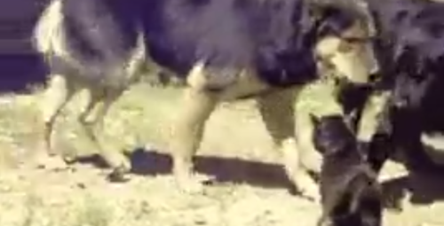 INSOLITE – VIDÉO. Animaux: quand des chiens séparent deux chats qui se battent chiens