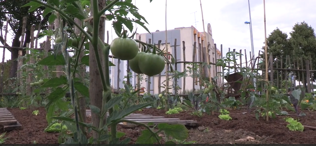 L'agriculture urbaine à Paris