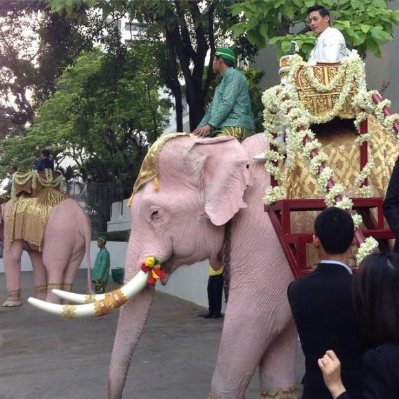 Mariage thaïlandais Hi-So, éléphants blancs compris [HD]