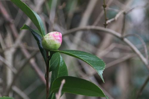 Fleurs de Noël