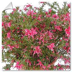 Une fleur remarquable: le Grevillea juniperus (arbuste buissonnant) Une fleur remarquable: le Grevillea juniperus (arbuste buissonnant)