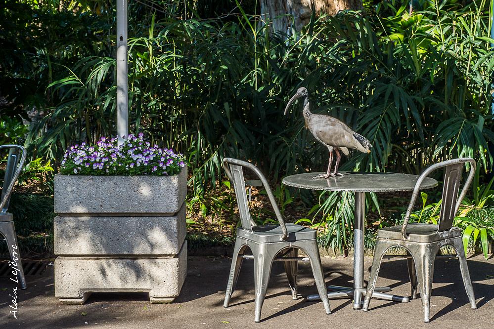 Une fleur remarquable: le Grevillea juniperus (arbuste buissonnant) Une fleur remarquable: le Grevillea juniperus (arbuste buissonnant)