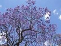 Une fleur remarquable: le Grevillea juniperus (arbuste buissonnant) Une fleur remarquable: le Grevillea juniperus (arbuste buissonnant)