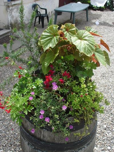 Une fleur remarquable: le Grevillea juniperus (arbuste buissonnant) Une fleur remarquable: le Grevillea juniperus (arbuste buissonnant)