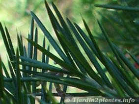 Une fleur remarquable: le Grevillea juniperus (arbuste buissonnant) Une fleur remarquable: le Grevillea juniperus (arbuste buissonnant)