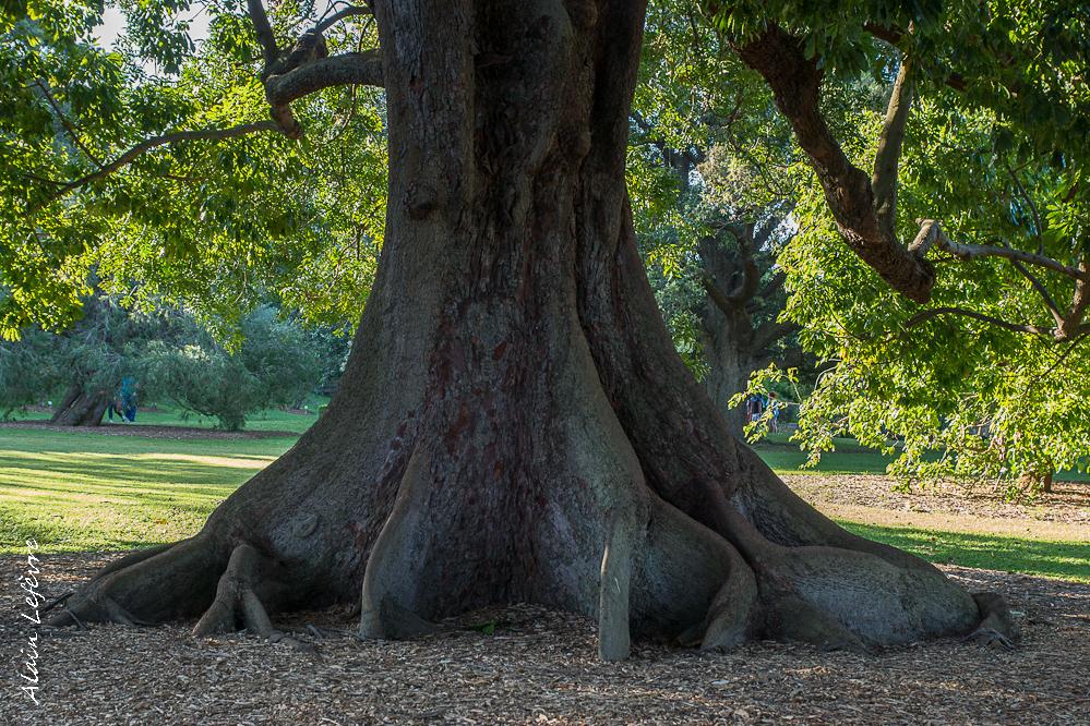 Une fleur remarquable: le Grevillea juniperus (arbuste buissonnant) Une fleur remarquable: le Grevillea juniperus (arbuste buissonnant)