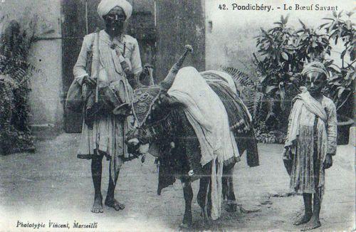 1900, Pondichéry, le boeuf savant
