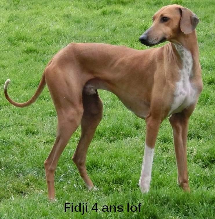 Fidji mâle lévrier azawakh 4ans en France et à l'adoption chez sos chiens galgos