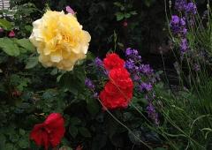 Meilleurs voeux 2015 C39_Saules_H.jpg