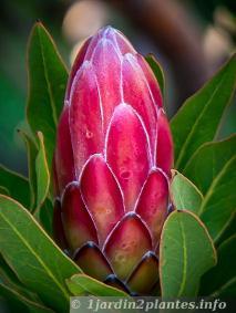 Le protéa: arbuste très fleuri d'Afrique du Sud