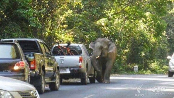 Thaïlande, Ne klaxonnez pas un éléphant qui traverse [HD]
