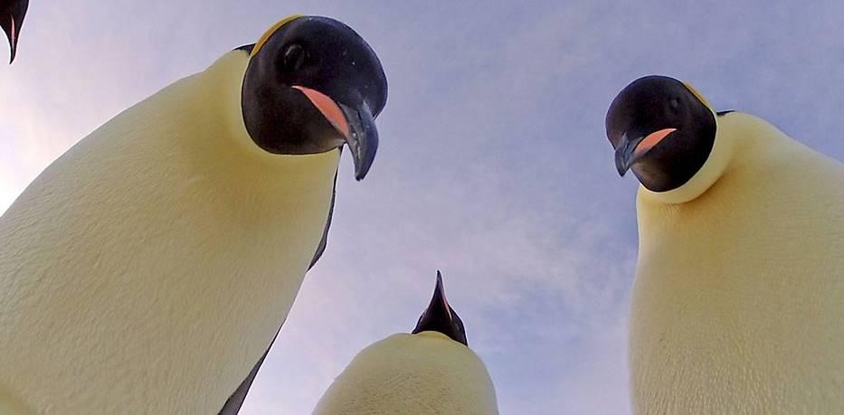 Etonnant! Un robot Manchot qui étudie ses congénères! photos peinguin - rover manchot