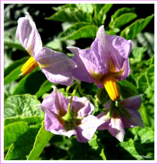 Un légume grimpant: la patate douce ou ipomée batatas Un légume grimpant: la patate douce ou ipomée batatas