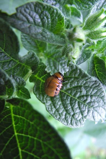 Un légume grimpant: la patate douce ou ipomée batatas Un légume grimpant: la patate douce ou ipomée batatas