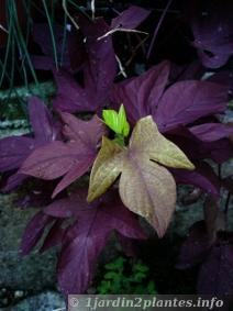 Un légume grimpant: la patate douce ou ipomée batatas Un légume grimpant: la patate douce ou ipomée batatas