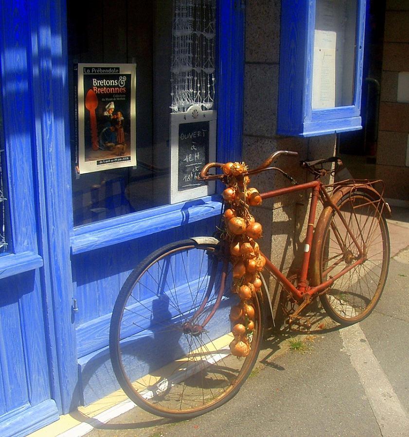 Une vivace bulbeuse: l'oignon Une vivace bulbeuse: l'oignon