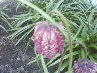 Une vivace bulbeuse: l'oignon Une vivace bulbeuse: l'oignon