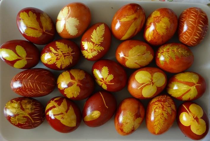 Une vivace bulbeuse: l'oignon Une vivace bulbeuse: l'oignon