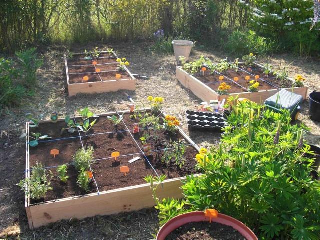 Une vivace bulbeuse: l'oignon Une vivace bulbeuse: l'oignon