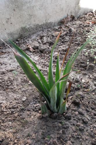 Udonthani: Mon jardin: Plantation d’ananas. DSCF1156