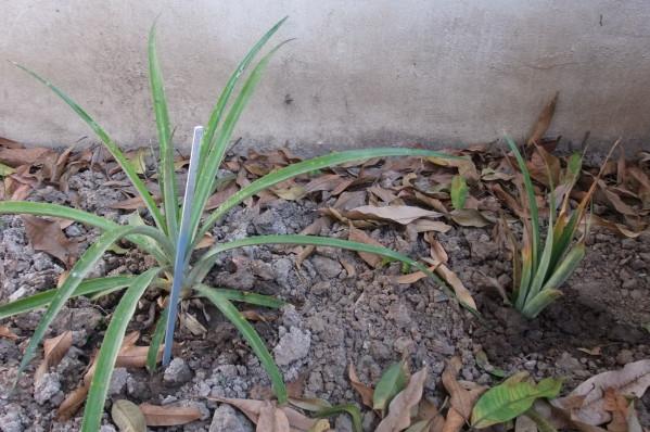 Udonthani: Mon jardin: Plantation d’ananas. DSCF1157